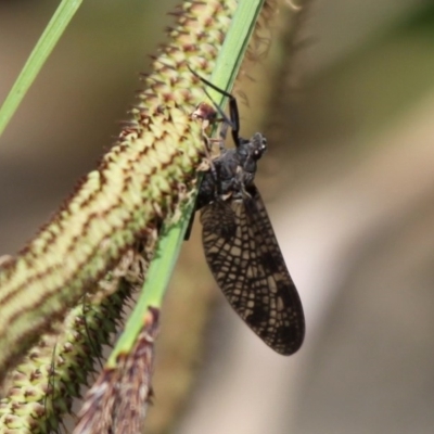 Ephemeroptera (order) (Unidentified Mayfly) at Cotter River, ACT - 24 Oct 2015 by HarveyPerkins