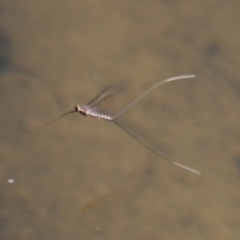 Ephemeroptera (order) (Unidentified Mayfly) at Paddys River, ACT - 24 Oct 2015 by HarveyPerkins