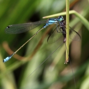 Ischnura heterosticta at Mount Clear, ACT - 26 Dec 2016 11:18 AM