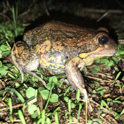 Limnodynastes dumerilii (Eastern Banjo Frog) at Hume, ACT - 27 Mar 2017 by Sal_moy7
