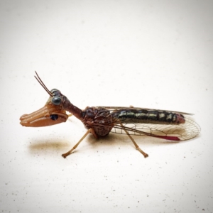 Mantispidae (family) at Mitchell, ACT - 28 Mar 2017 10:26 AM