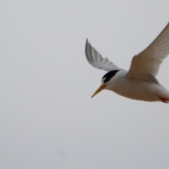 Sternula nereis (Fairy Tern) at Mogareeka, NSW - 10 Dec 2016 by MichaelMcMaster