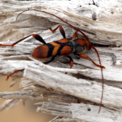 Aridaeus thoracicus (Tiger Longicorn Beetle) at Mogareeka, NSW - 11 Dec 2016 by MichaelMcMaster