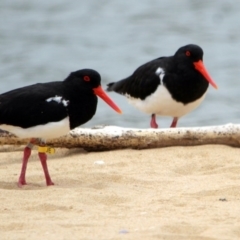 Haematopus longirostris (Australian Pied Oystercatcher) at Mogareeka, NSW - 11 Dec 2016 by MichaelMcMaster