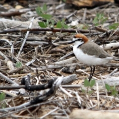 Anarhynchus ruficapillus (Red-capped Plover) at Mogareeka, NSW - 11 Dec 2016 by MichaelMcMaster