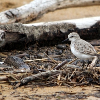 Calidris ruficollis (Red-necked Stint) at Mogareeka, NSW - 11 Dec 2016 by MichaelMcMaster