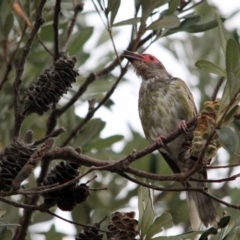 Sphecotheres vieilloti (Australasian Figbird) at Mogareeka, NSW - 27 Dec 2016 by MichaelMcMaster