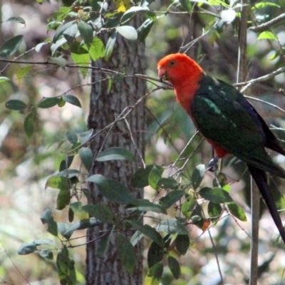 Alisterus scapularis (Australian King-Parrot) at Kalaru, NSW - 27 Dec 2016 by MichaelMcMaster