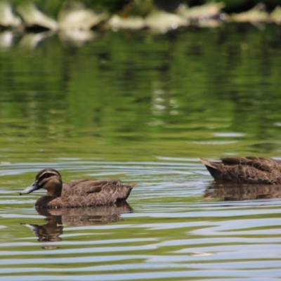 Anas superciliosa (Pacific Black Duck) at Bega, NSW - 28 Dec 2016 by MichaelMcMaster