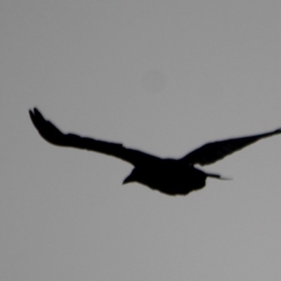 Corvus mellori at Jellat Jellat, NSW - 28 Dec 2016 by MichaelMcMaster