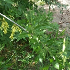 Fraxinus angustifolia at Kambah, ACT - 28 Mar 2017