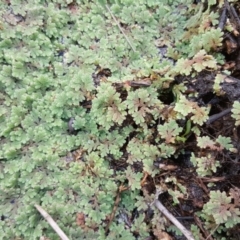 Azolla filiculoides (Water Fern) at Kambah Pool - 28 Mar 2017 by Mike