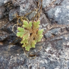 Azolla filiculoides at Kambah, ACT - 28 Mar 2017