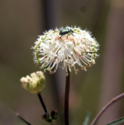 Diphucephala sp. (genus) (Green Scarab Beetle) at Merimbula, NSW - 17 Dec 2016 by MichaelMcMaster