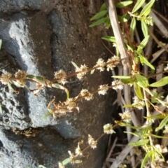 Alternanthera denticulata at Kambah, ACT - 28 Mar 2017 11:32 AM