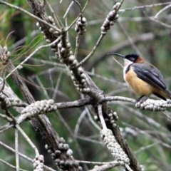 Acanthorhynchus tenuirostris (Eastern Spinebill) at Tanja, NSW - 22 Dec 2016 by MichaelMcMaster