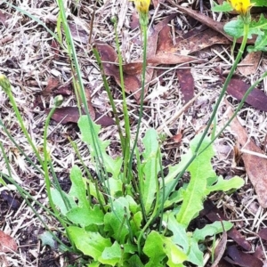 Hypochaeris radicata at GG259 - 28 Mar 2017