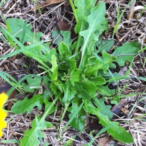 Hypochaeris radicata at GG259 - 28 Mar 2017