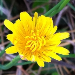 Hypochaeris radicata at GG259 - 28 Mar 2017