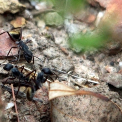 Camponotus suffusus (Golden-tailed sugar ant) at Kalaru, NSW - 21 Dec 2016 by MichaelMcMaster