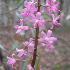 Dipodium roseum (Rosy Hyacinth Orchid) at Yass River, NSW - 10 Jan 2017 by SueMcIntyre