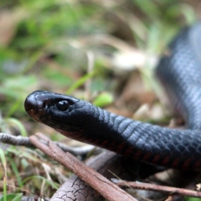 Pseudechis porphyriacus (Red-bellied Black Snake) at Tanja, NSW - 22 Dec 2016 by MichaelMcMaster