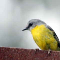 Eopsaltria australis (Eastern Yellow Robin) at Tanja, NSW - 22 Dec 2016 by MichaelMcMaster