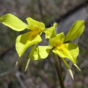 Diuris amabilis at Yass River, NSW - 18 Oct 2016