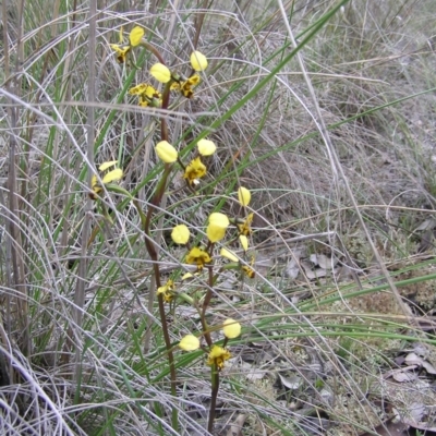 Diuris pardina (Leopard Doubletail) at Gang Gang at Yass River - 4 Oct 2016 by SueMcIntyre