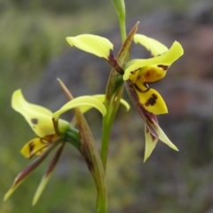 Diuris sulphurea (Tiger Orchid) at Gang Gang at Yass River - 29 Oct 2005 by SueMcIntyre