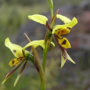 Diuris sulphurea at Yass River, NSW - 29 Oct 2005