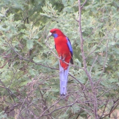 Platycercus elegans (Crimson Rosella) at Kambah, ACT - 28 Mar 2017 by MatthewFrawley