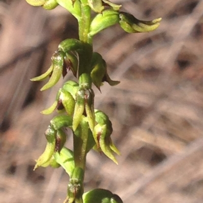 Corunastylis clivicola (Rufous midge orchid) at Burra, NSW - 28 Mar 2017 by Safarigirl