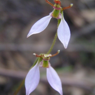 Eriochilus cucullatus (Parson's Bands) at Mount Taylor - 28 Mar 2017 by MatthewFrawley