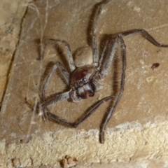 Delena cancerides (Social huntsman spider) at Belconnen, ACT - 11 Mar 2017 by JanetRussell