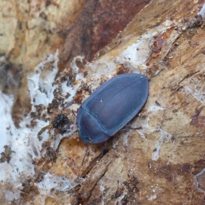 Pterohelaeus planus (Pie dish beetle) at Lake Ginninderra - 10 Mar 2017 by JanetRussell