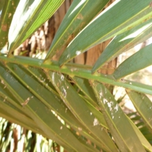 Phoenix canariensis at Belconnen, ACT - 11 Mar 2017