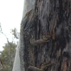 Pogona barbata (Eastern Bearded Dragon) at O'Connor, ACT - 29 Oct 2016 by JanetRussell