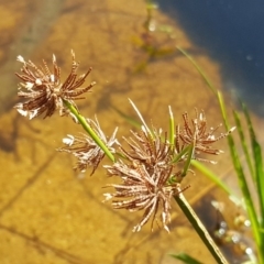 Cyperus lucidus (Leafy Flat Sedge) at Kambah, ACT - 28 Mar 2017 by Mike