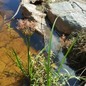 Cyperus lucidus at Kambah, ACT - 28 Mar 2017