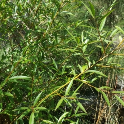 Salix sp. (A Willow) at Kambah Pool - 28 Mar 2017 by Mike