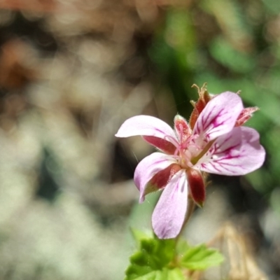Pelargonium australe (Austral Stork's-bill) at Stromlo, ACT - 26 Mar 2017 by Mike