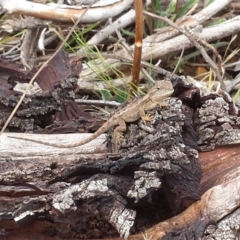 Amphibolurus muricatus (Jacky Lizard) at The Fair, Watson - 17 Mar 2017 by waltraud