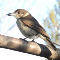 Cracticus torquatus (Grey Butcherbird) at Conder, ACT - 8 Aug 2016 by michaelb