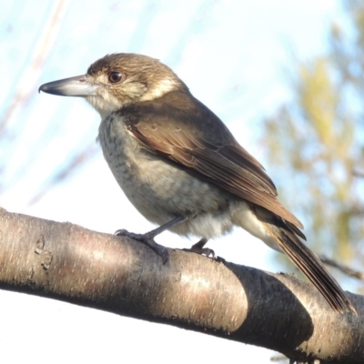 Cracticus torquatus (Grey Butcherbird) at Conder, ACT - 8 Aug 2016 by MichaelBedingfield