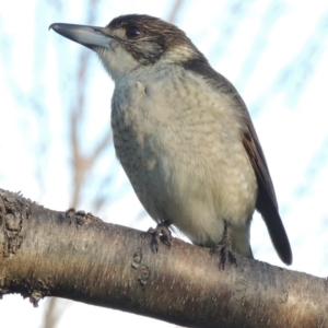 Cracticus torquatus at Conder, ACT - 8 Aug 2016