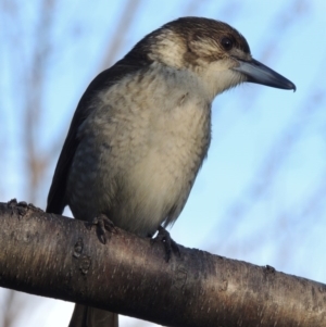 Cracticus torquatus at Conder, ACT - 8 Aug 2016