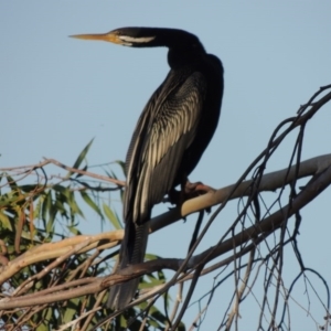 Anhinga novaehollandiae at Bonython, ACT - 28 Mar 2015 05:59 PM