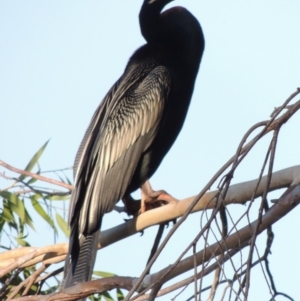 Anhinga novaehollandiae at Bonython, ACT - 28 Mar 2015 05:59 PM