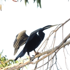 Anhinga novaehollandiae at Bonython, ACT - 28 Mar 2015 05:59 PM